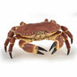 PAPO FIGURINA CRAB, UNIVERSUL ACVATIC