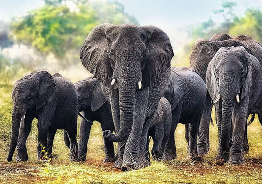 PUZZLE TREFL 1000 ELEFANTI AFRICANI, TREFL 1000P