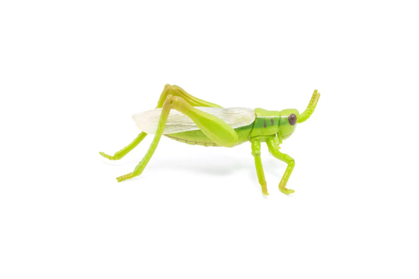 PAPO FIGURINA LACUSTA, ANIMALE SALBATICE